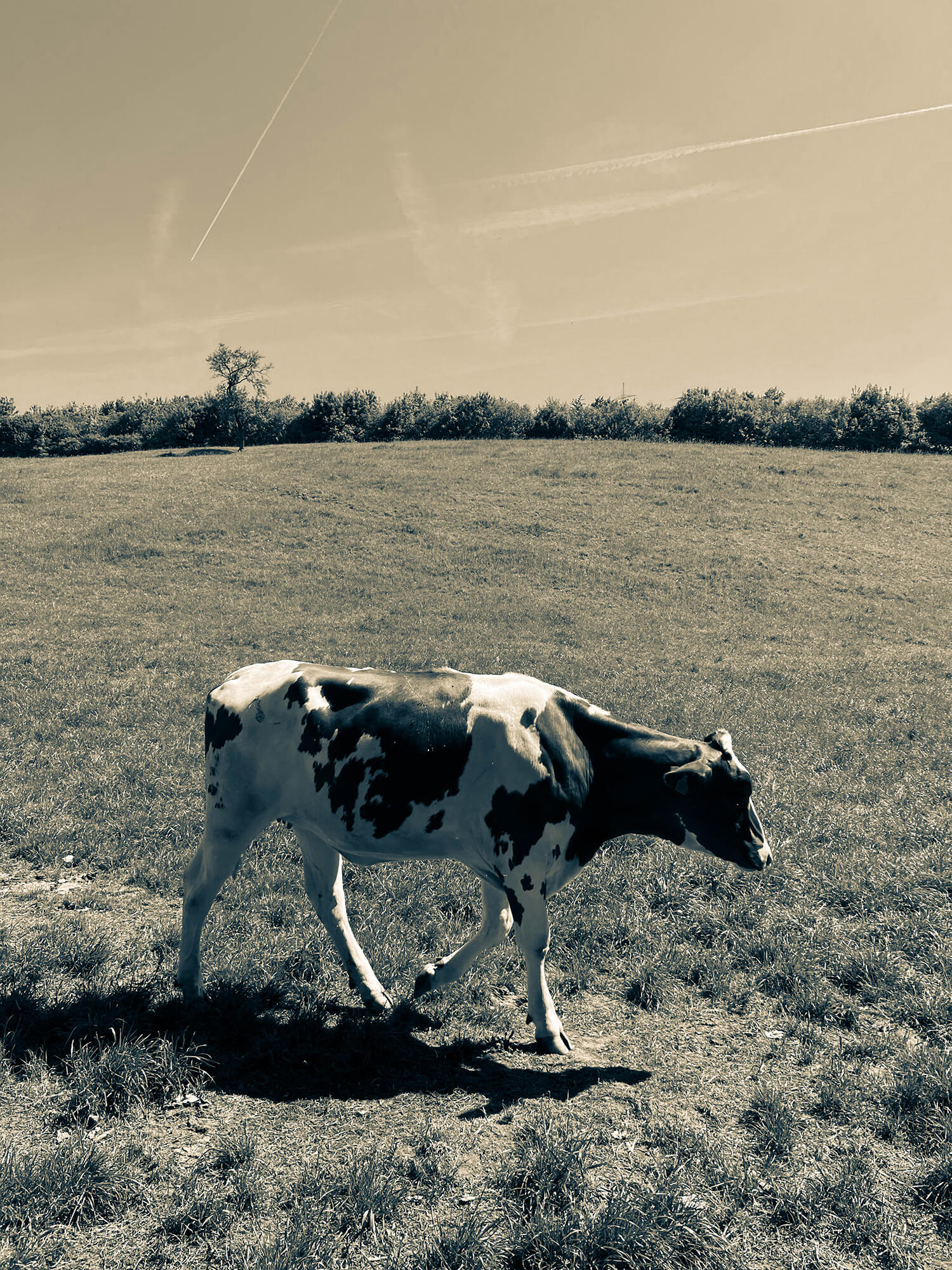 13704196_bebb6205 499f-479d-aa07-e548421db83d